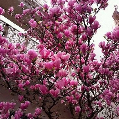 Muda Flor Magnólia (Magnolia liliflora)