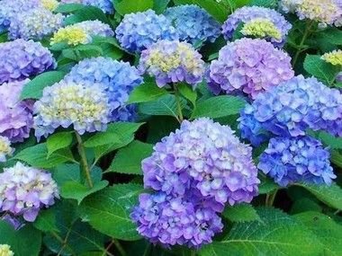 Kit 10 Muda Hortência (Hydrangea Macrophylla) -Sitio Exotico