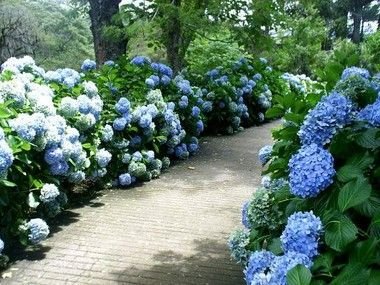 Kit 10 Muda Hortência (Hydrangea Macrophylla) -Sitio Exotico
