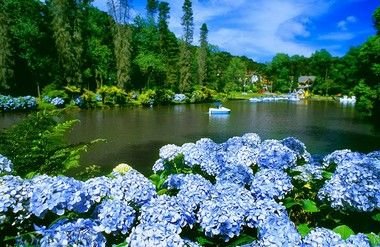 Kit 10 Muda Hortência (Hydrangea Macrophylla) -Sitio Exotico