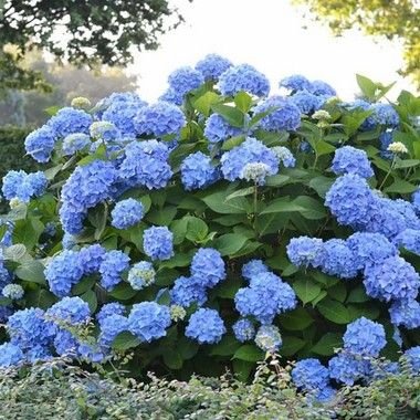 Kit 8 Muda HORTÊNCIA (Hydrangea macrophylla) -Sitio Exótico