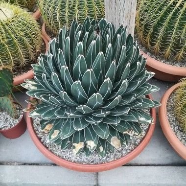 Muda de Agave Regina Agave Victoria Regina e Rainha Vitoria -Sítio