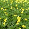 grama amendoim arachis repens 2nd