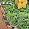 emilia