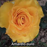 amarelo ouro
