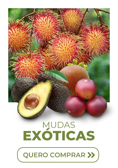 triplo exo ticas