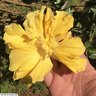 hibisco amarelo dobrado 1