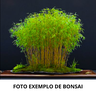 foto exemplo de bonsai