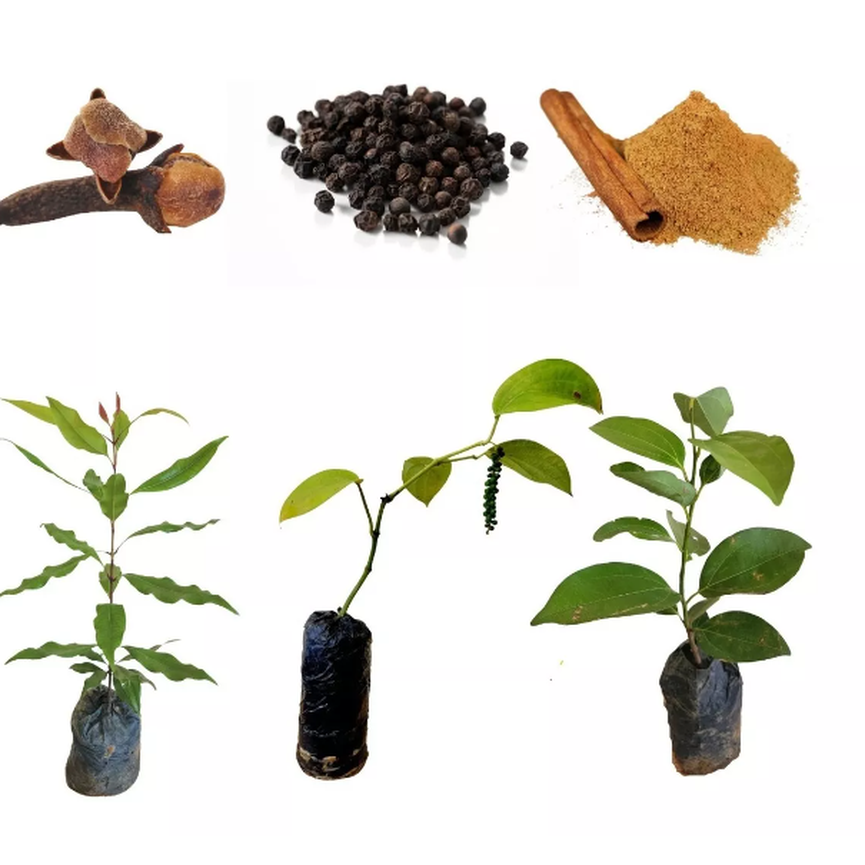 captura de tela 2024 06 03 201731