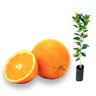 muda laranja hamlin precoce enxertada