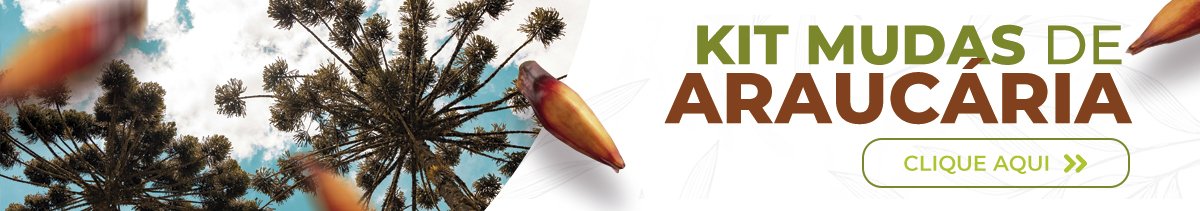 banner tarja kit araucaria