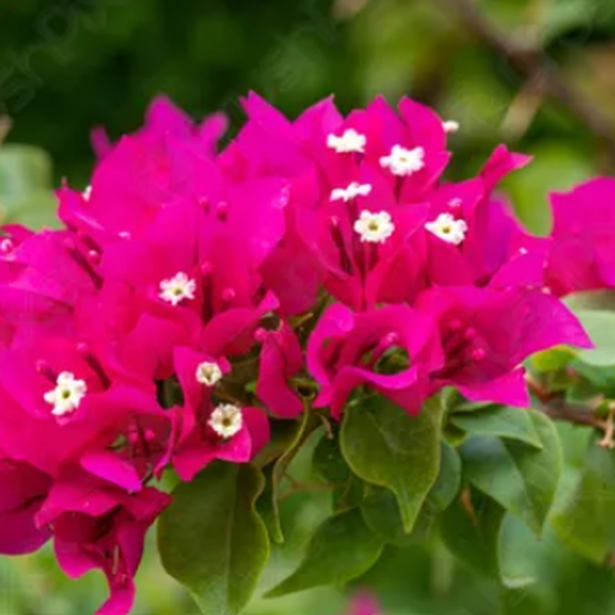 captura de tela 2025 07 28 161829