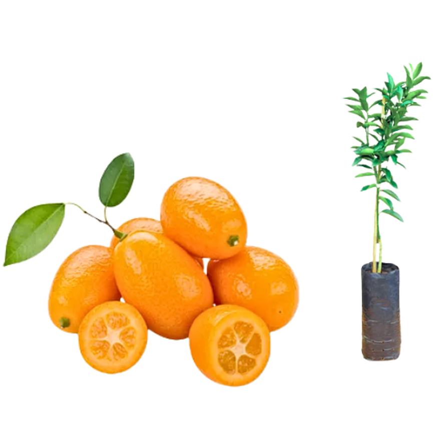 Muda Laranja Kinkan ou xim xim Doce -Sitio Exótico
